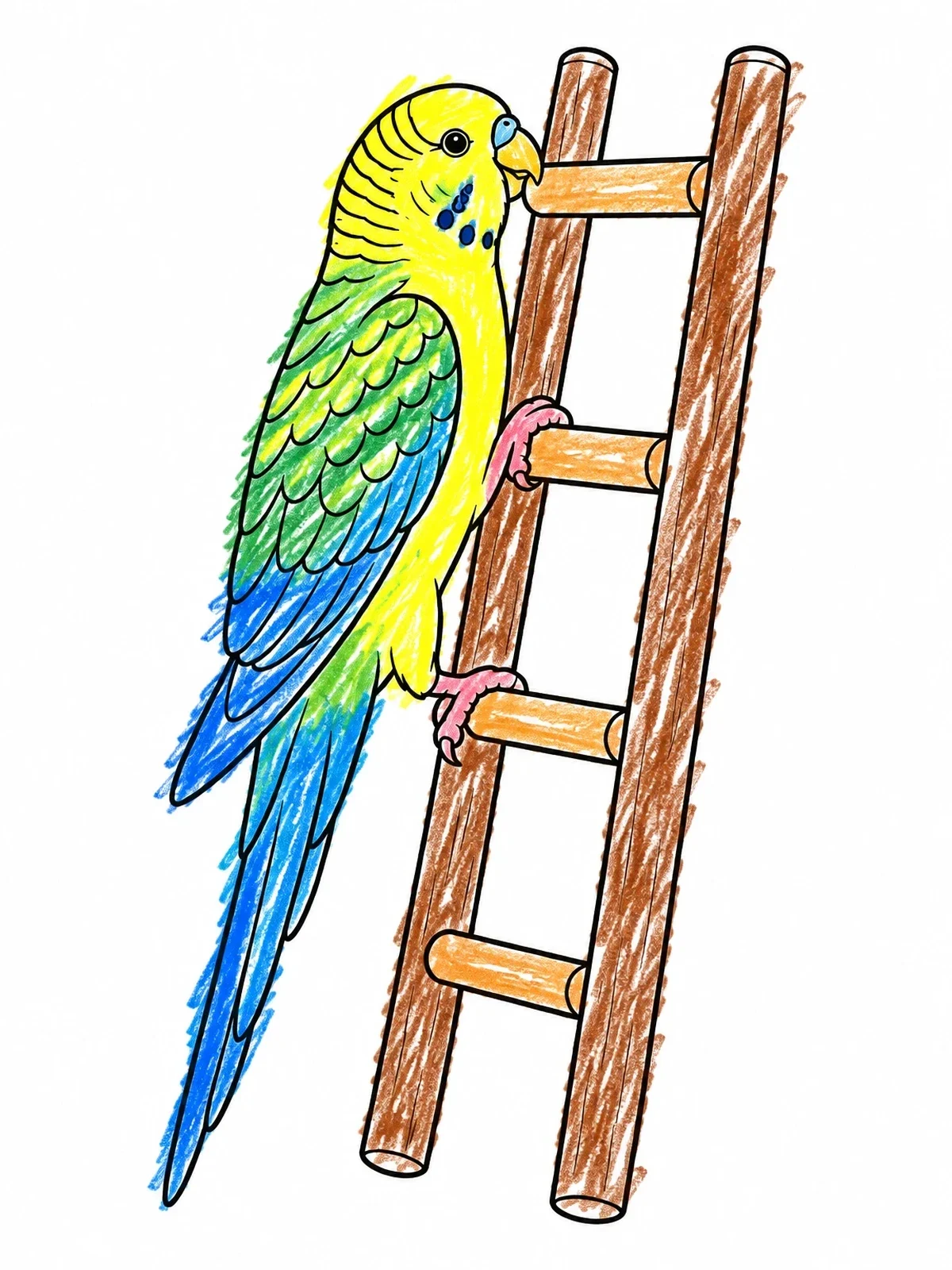Colored example of the Parakeet Climbing A Wooden Ladder coloring page