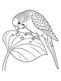 Free printable Parakeet Drinking Dew From Leaf coloring page