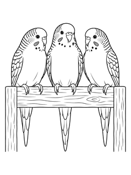 Free printable Three Cute Budgies On Wooden Fence coloring page