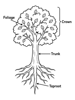 An educational tree coloring page showing labeled parts like crown, foliage, trunk, and taproot.