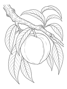 A realistic peaches coloring page showing a ripe peach hanging from a leafy orchard branch.
