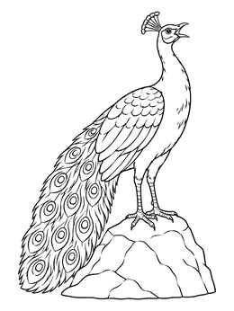 A proud peacock coloring page showing the bird calling out from atop a rocky mound.