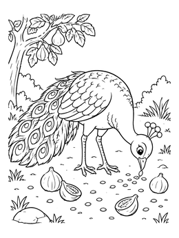 Free printable Peacock Eating Figs And Seeds coloring page