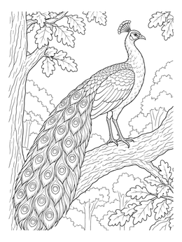 A detailed peacock coloring page showing the bird perched gracefully on an oak branch.
