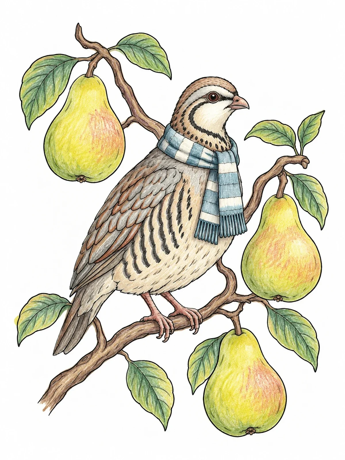 Colored example of the Partridge With Scarf In Pear Tree coloring page