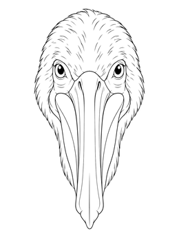 Detailed pelican coloring page showing a close-up frontal portrait of the head and beak.