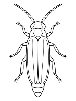 Free printable Pennsylvania State Insect Firefly coloring page
