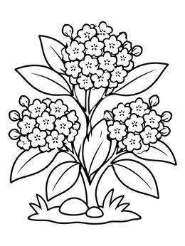 Free printable Blooming Mountain Laurel Bush coloring page