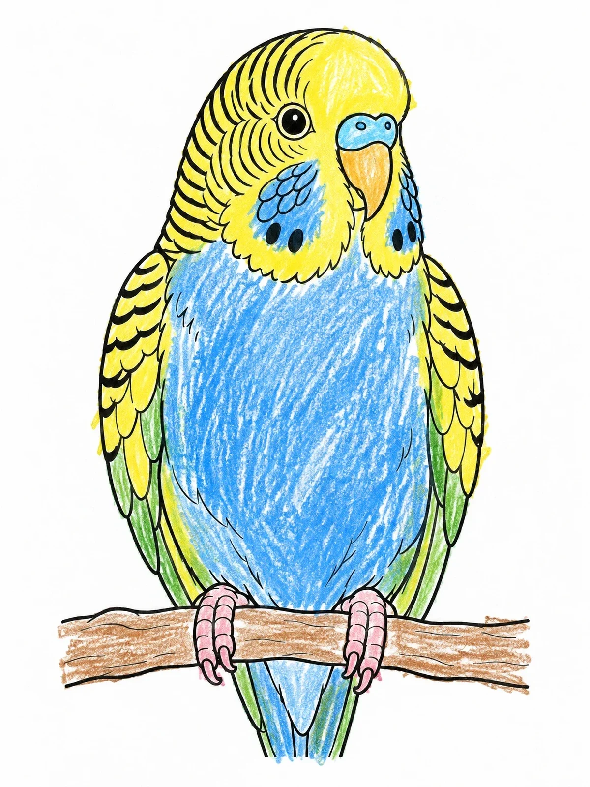 Colored example of the Perched Budgie Portrait Line Art coloring page