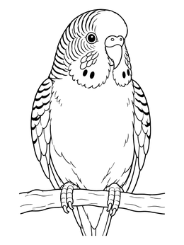 Free printable Perched Budgie Portrait Line Art coloring page