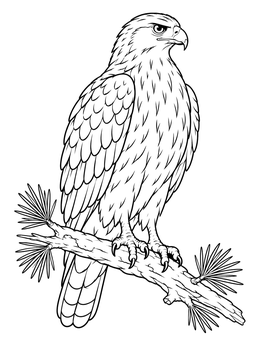 A detailed hawk coloring page showing a raptor perched on a pine branch.