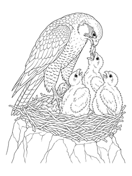 A detailed falcon coloring page showing an adult feeding chicks in a cliff nest.
