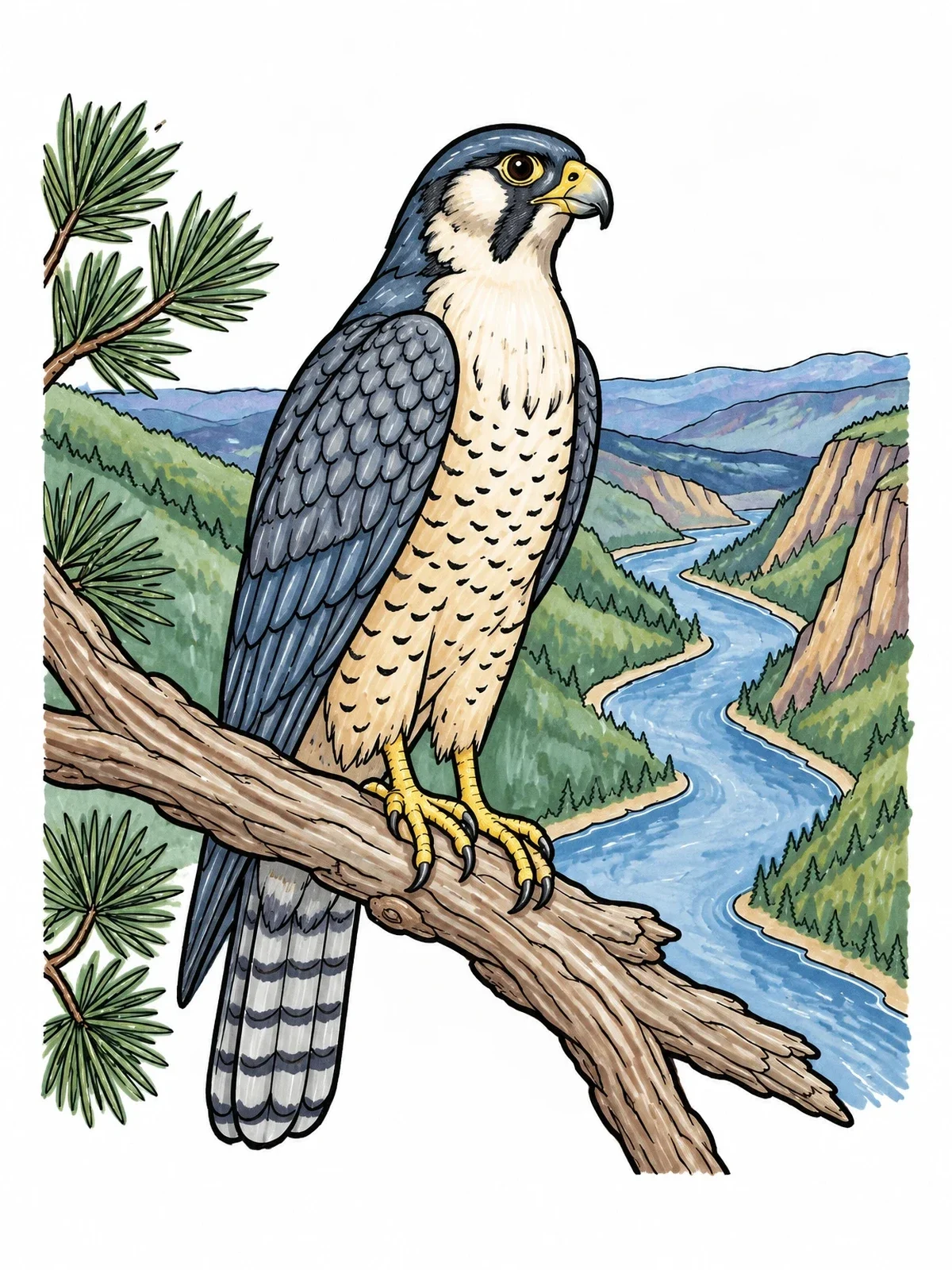 Colored example of the Peregrine Falcon Over River Canyon coloring page