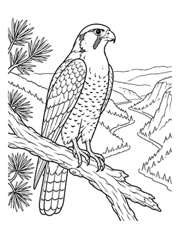 A detailed falcon coloring page showing a peregrine perched on a pine branch above a canyon.