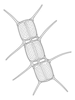 A detailed phytoplankton coloring page showing a microscopic Chaetoceros diatom chain.