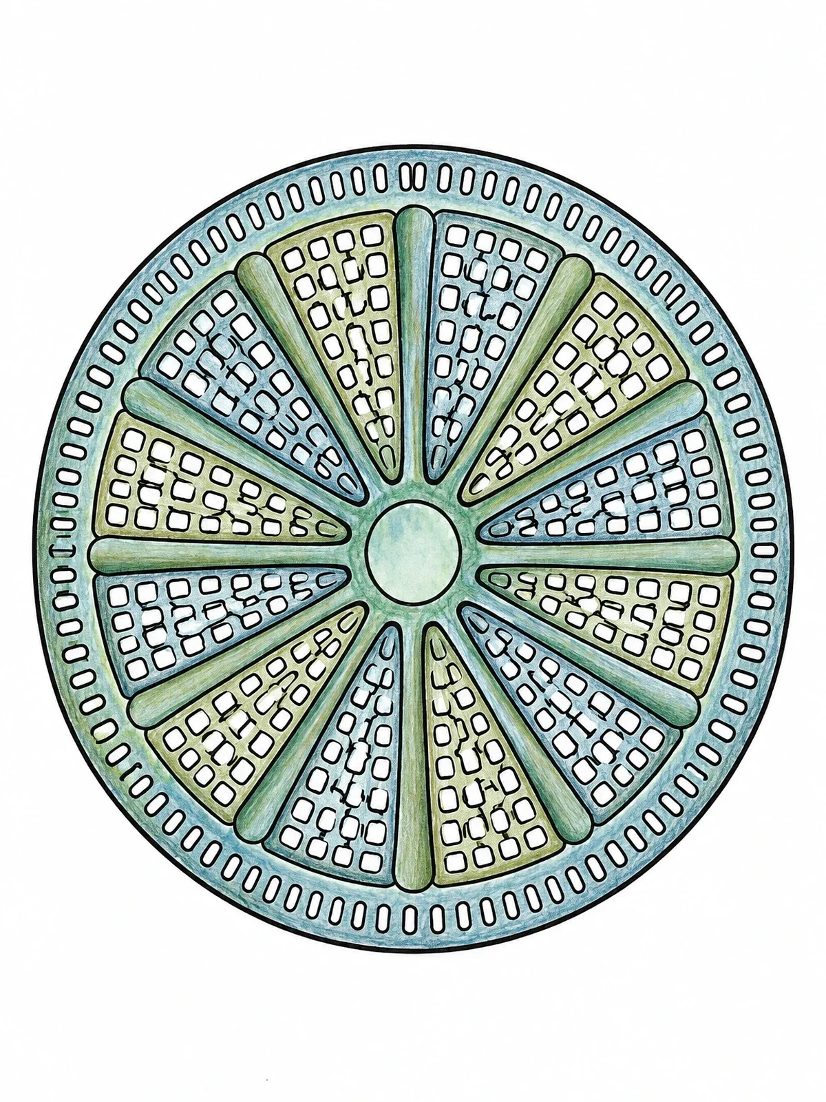 Colored example of the Intricate Centric Diatom Shell coloring page