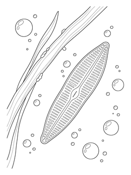 Detailed diatom in a marine phytoplankton coloring page drifting by bubbles and seagrass.
