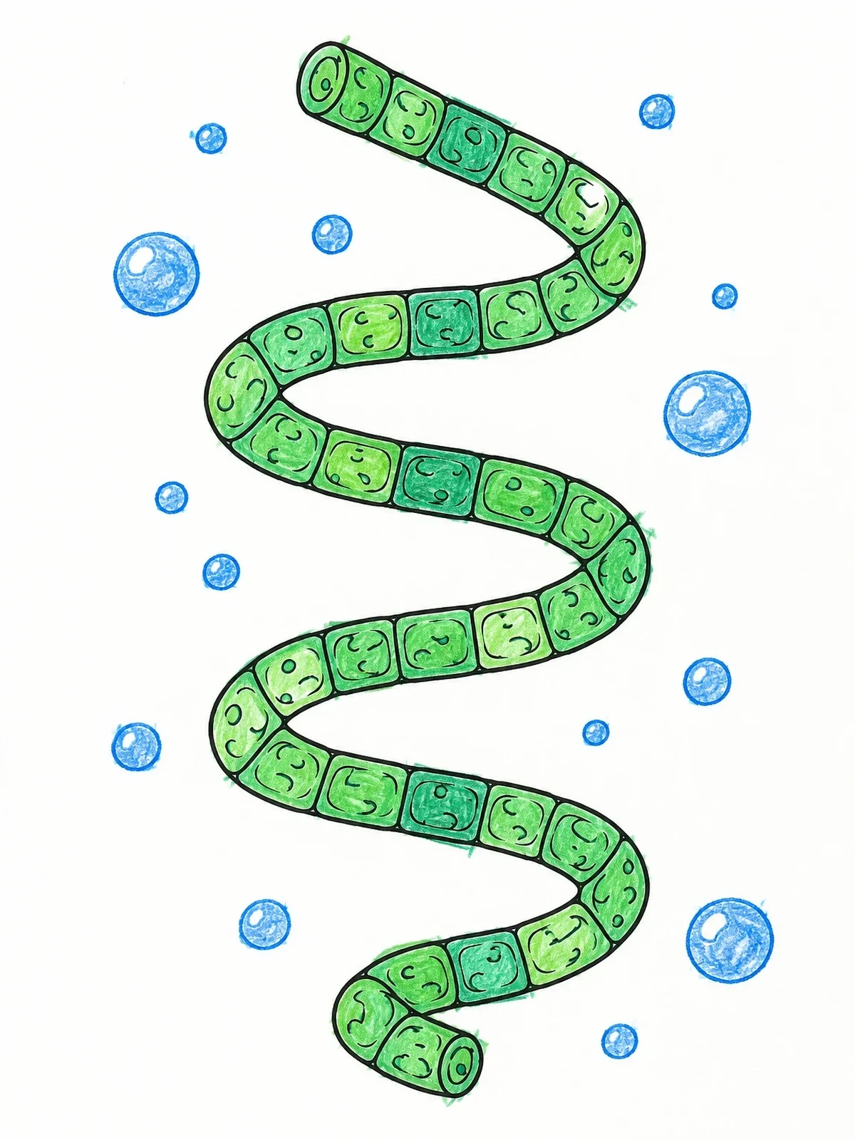 Colored example of the Spiral Spirulina Algae Filament coloring page
