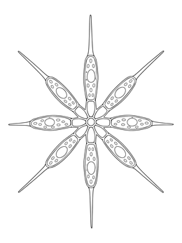 A detailed phytoplankton coloring page showing a star-shaped Asterionella diatom colony.