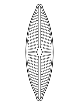 An elongated pennate diatom in this phytoplankton coloring page.