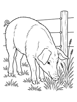 A detailed pig coloring page showing a pig grazing by a wooden fence.