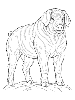 A realistic pig coloring page showing a muscular Duroc boar standing on rocky ground.