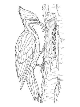 A detailed woodpecker coloring page showing a pileated woodpecker inspecting ants on tree bark.