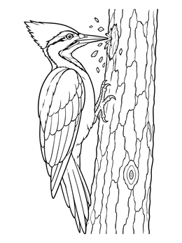 A pileated woodpecker coloring page showing the bird pecking wood chips from a tree trunk.