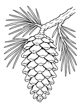 Free printable Pine Cone On Branch coloring page