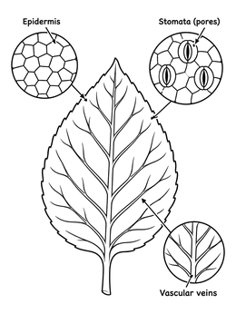 A detailed leaf anatomy diagram plant coloring page with magnified views of epidermis and stomata.