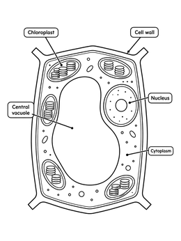 A detailed plant cell diagram with labels on this educational plant coloring page.