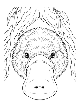 A detailed platypus coloring page showing a close-up portrait beneath eucalyptus roots.