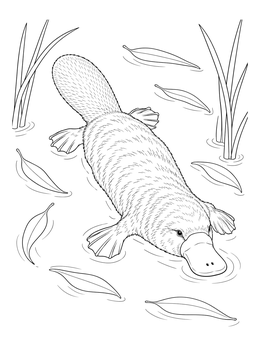 Detailed platypus coloring page showing the animal swimming among floating leaves and reeds.