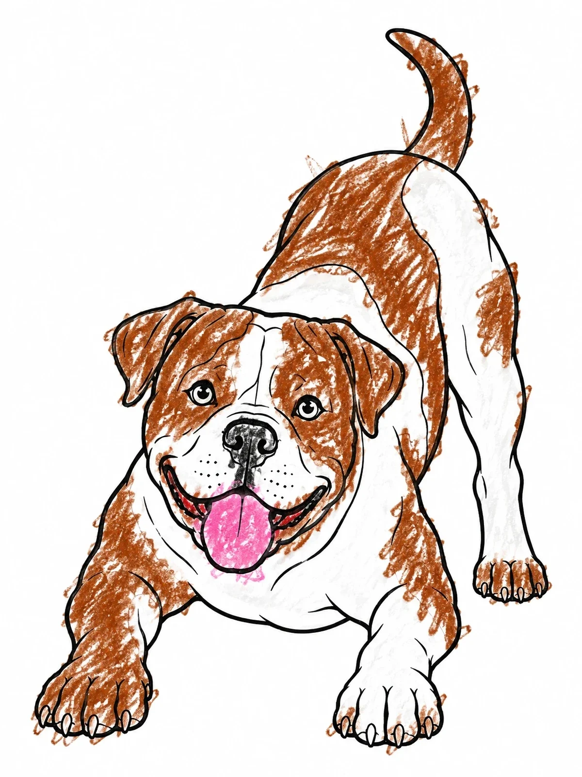 Colored example of the Playful American Bulldog In Play Bow coloring page