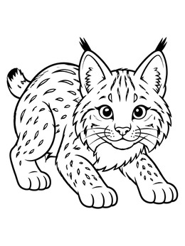 Free printable Playful Baby Bobcat Ready To Pounce coloring page