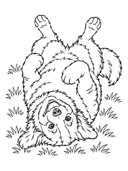 Free printable Playful Bernese Mountain Dog On Its Back coloring page