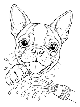 Free printable Playful Boston Terrier Splashing Water Hose coloring page