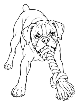 A playful boxer dog coloring page featuring a pup pulling on a thick knotted rope.