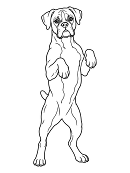 A playful boxer dog coloring page showing the pup standing upright on its hind legs.