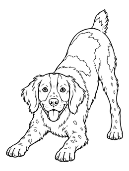 Playful spaniel strikes a bow in this cheerful brittany coloring page.