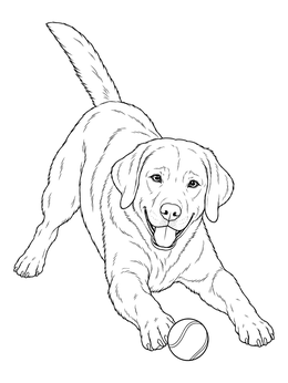 A cheerful labrador retriever coloring page showing a playful dog crouching with a tennis ball.