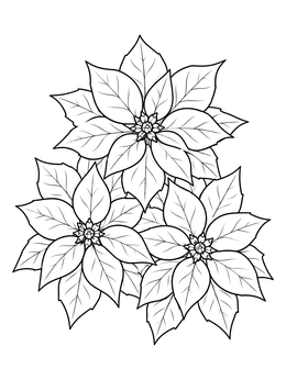 A festive trio of flowers in this pointsetta coloring page.
