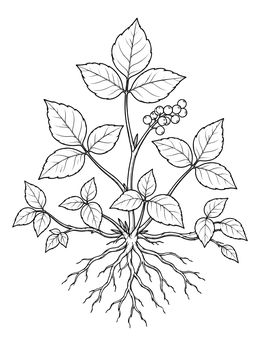 Free printable Poison Ivy Plant With Roots And Berries coloring page