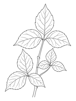 Free printable Poison Ivy Stem And Leaflets coloring page