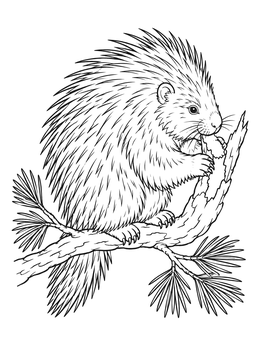 A detailed porcupine coloring page showing the animal resting on a pine branch and nibbling bark.