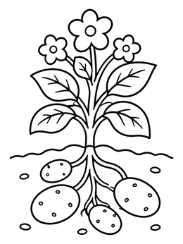 Free printable Potato Plant With Growing Tubers coloring page