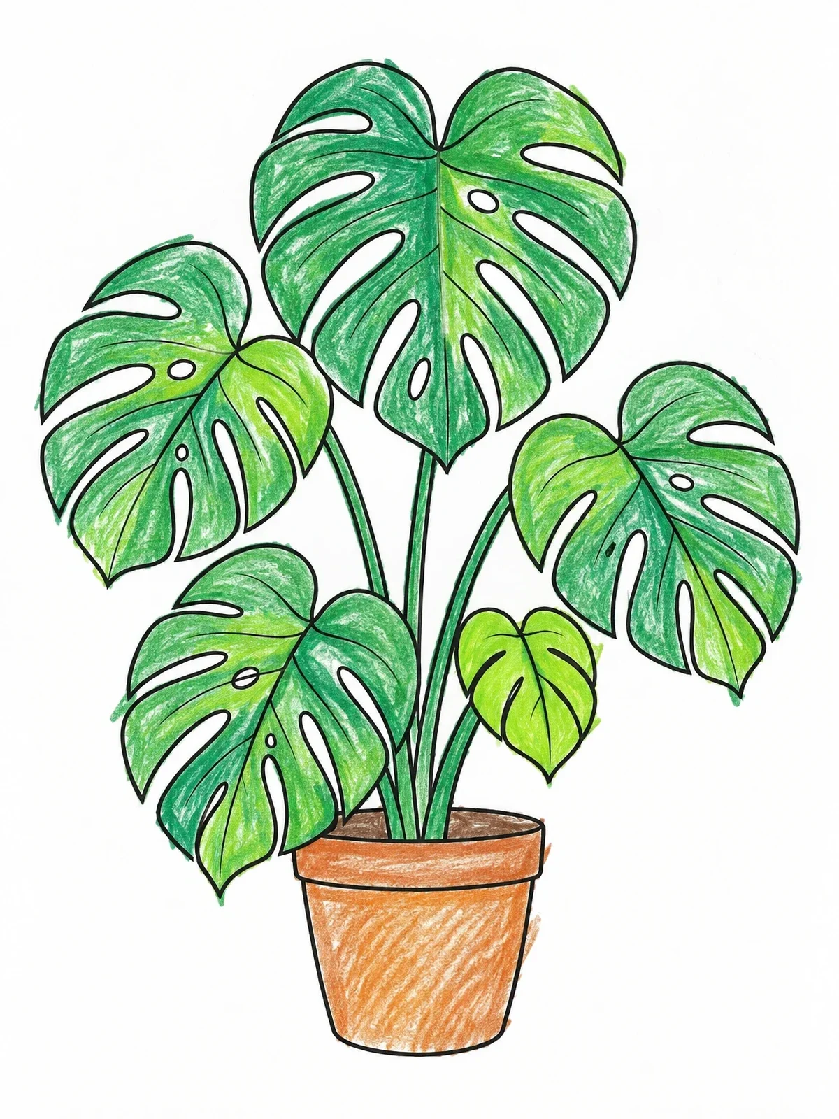 Colored example of the Potted Monstera Deliciosa Plant coloring page