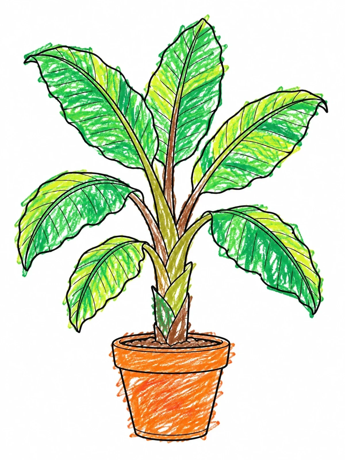 Colored example of the Potted Tropical Banana Plant coloring page