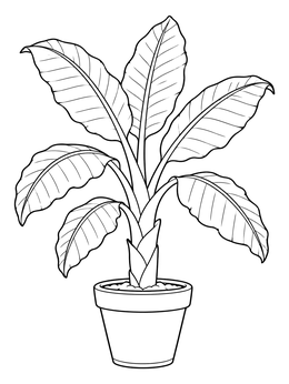 A potted banana tree with broad leaves in this tropical coloring page.