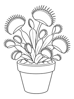 A potted venus flytrap coloring page showing open traps growing in a simple flowerpot.